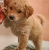 Merci the Fluffy Puppy