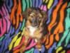 Ashlynn the Fuzzy Puppy