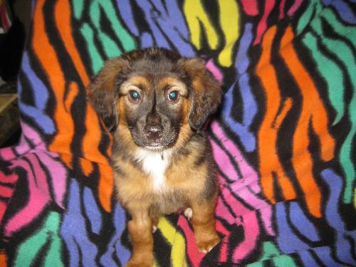 Ashlynn the Fuzzy Puppy