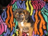 Ashlynn the Fuzzy Puppy