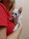 Ozzie the Flame Point Siamese Diva Kitten