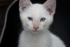 Ozzie the Flame Point Siamese Diva Kitten