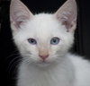 Ozzie the Flame Point Siamese Diva Kitten