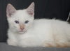 Ozzie the Flame Point Siamese Diva Kitten