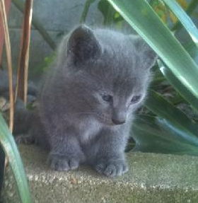 Dexter the Gray Fuzzy Kitten