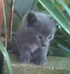 Dream the Kitten