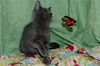 Dream the Kitten