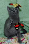 Dream the Kitten
