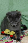 Dream the Kitten