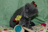 Dream the Kitten