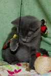 Dream the Kitten