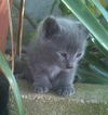 Spirit the Hemingway Kitten