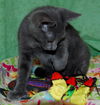 Spirit the Hemingway Kitten