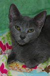 Spirit the Hemingway Kitten