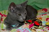 Spirit the Hemingway Kitten