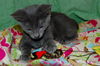 Spirit the Hemingway Kitten
