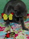 Spirit the Hemingway Kitten