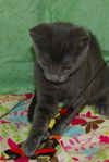 Spirit the Hemingway Kitten