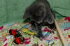 Spirit the Hemingway Kitten