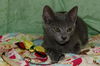 Spirit the Hemingway Kitten