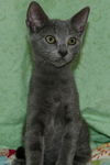 Spirit the Hemingway Kitten
