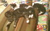 Mini Me the Life-Loving Kitten