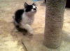 Mini Me the Life-Loving Kitten