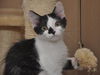 Mini Me the Life-Loving Kitten
