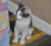 Mini Me the Life-Loving Kitten