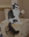 Mini Me the Life-Loving Kitten