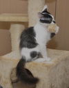 Mini Me the Life-Loving Kitten
