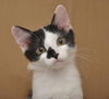 Mini Me the Life-Loving Kitten