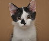 Mini Me the Life-Loving Kitten