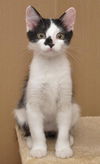 Mini Me the Life-Loving Kitten