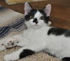 Mini Me the Life-Loving Kitten