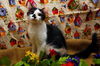 Mini Me the Life-Loving Kitten