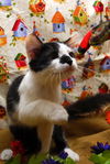 Mini Me the Life-Loving Kitten
