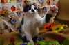 Mini Me the Life-Loving Kitten