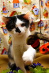 Mini Me the Life-Loving Kitten
