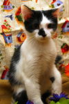 Mini Me the Life-Loving Kitten