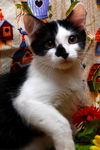 Mini Me the Life-Loving Kitten
