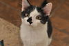 Mini Me the Life-Loving Kitten