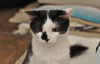 Mini Me the Life-Loving Kitten