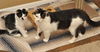 Mini Me the Life-Loving Kitten
