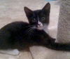 Slim Shady the Sweet Tuxedo Kitten