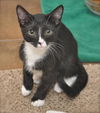 Slim Shady the Sweet Tuxedo Kitten