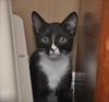 Slim Shady the Sweet Tuxedo Kitten