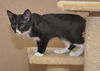 Slim Shady the Sweet Tuxedo Kitten