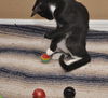 Slim Shady the Sweet Tuxedo Kitten