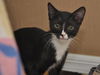 Slim Shady the Sweet Tuxedo Kitten